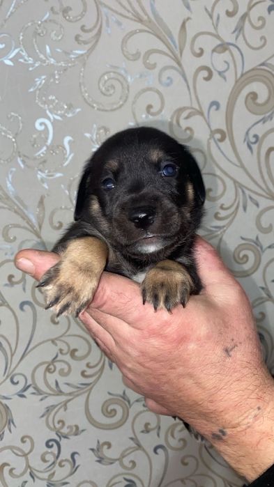 Продам зенка мальчика той терьер месяц отродуцвет чнрный коричневые ла