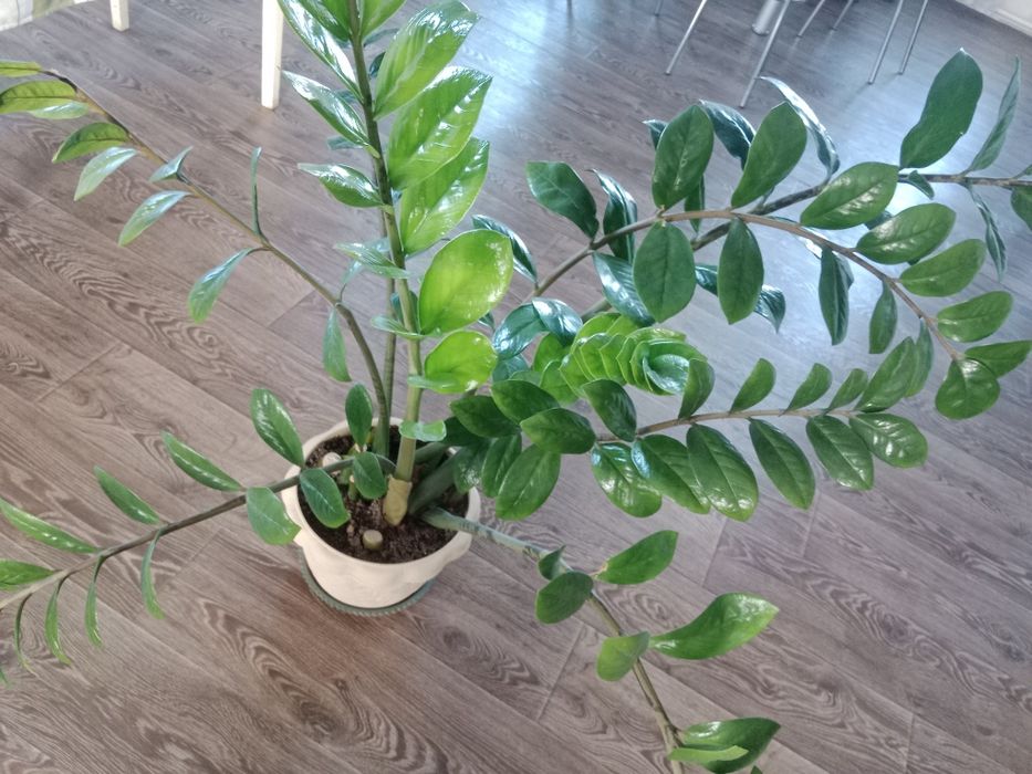 Цветы с любовью для Вас