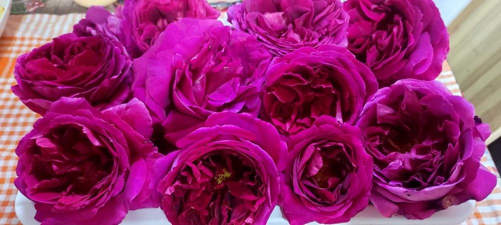 Floare de trandafir din soiul Damasc cu floarea mare - pt dulceata etc