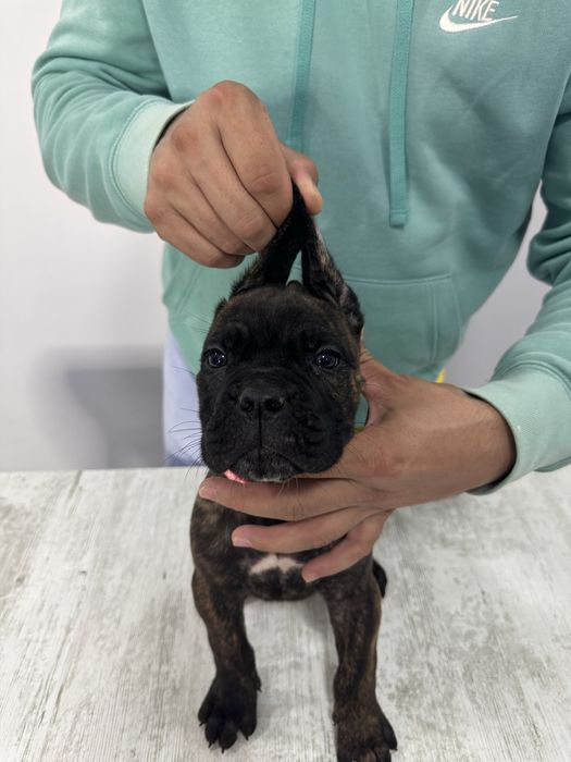 Cane corso cu pedigree!!