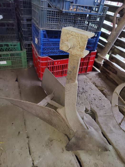 Ralița veche fara coarne