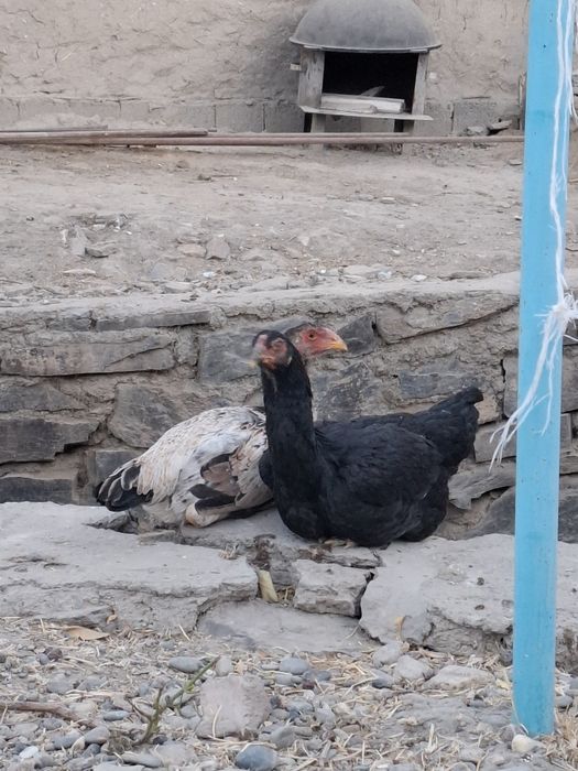 Жужалар бойсовский