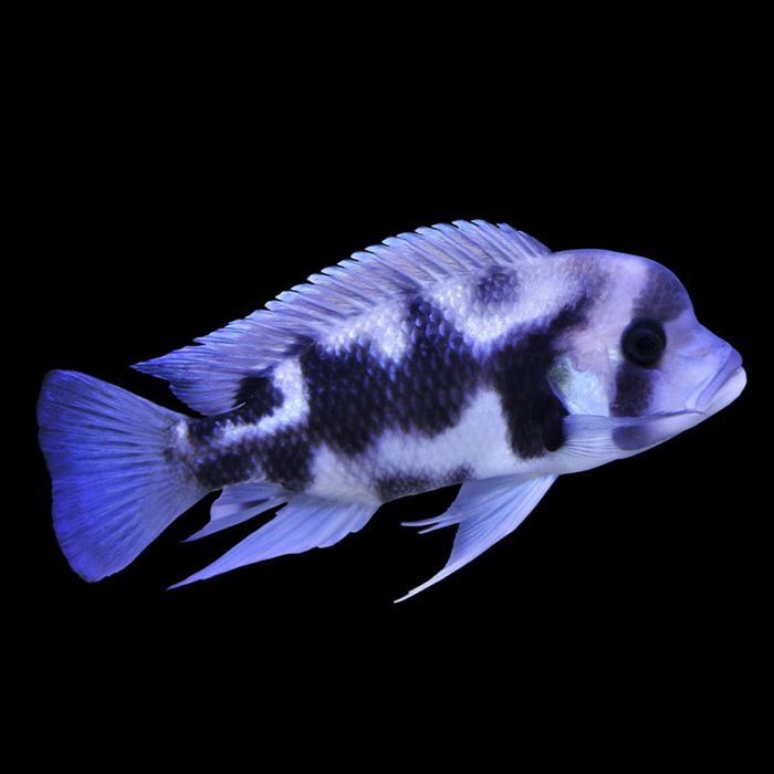 Frantoza Black Widow самец+самка