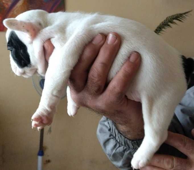 Малки кученца френски булдог