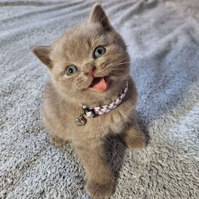 Чистокровный британский котёнок