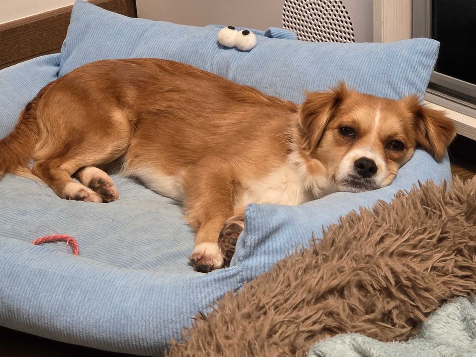 Doua cateluse de talie mica pentru adoptie