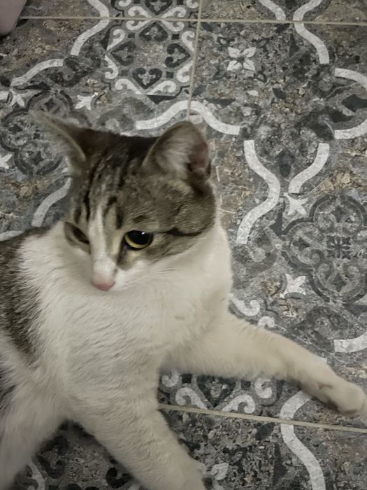 Ласковый  КОТИК ИЩЕТ себе ДОМ!!!