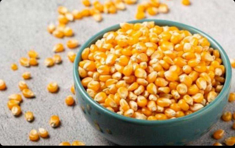 Попкорн жўхориси дони сотилади!