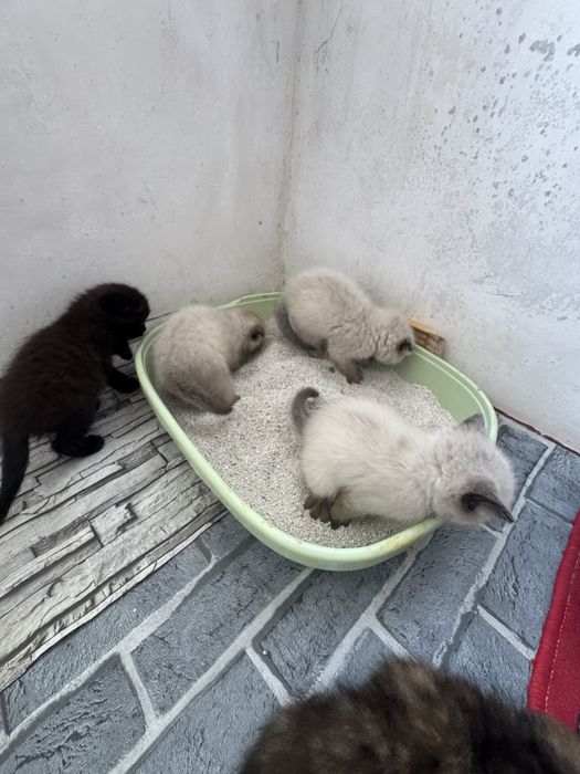 Akili mushiklar parodni
