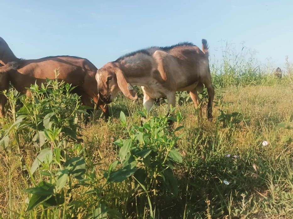 Vând țap anglo-nubian sau schimb cu o ieduță