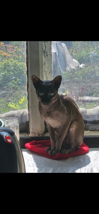 Канадский сфинкс самец