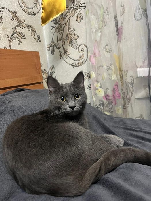 Нашли кошку в 1 орбите