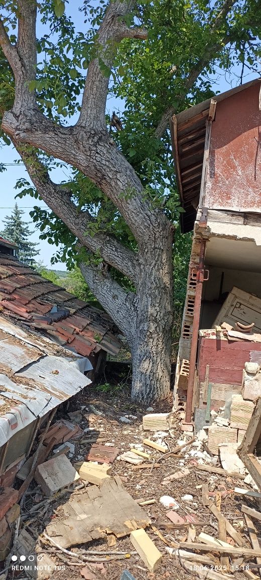 Орех за рязане с разрешително