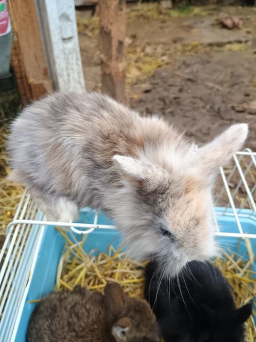 Iepurași cap de leu pitic