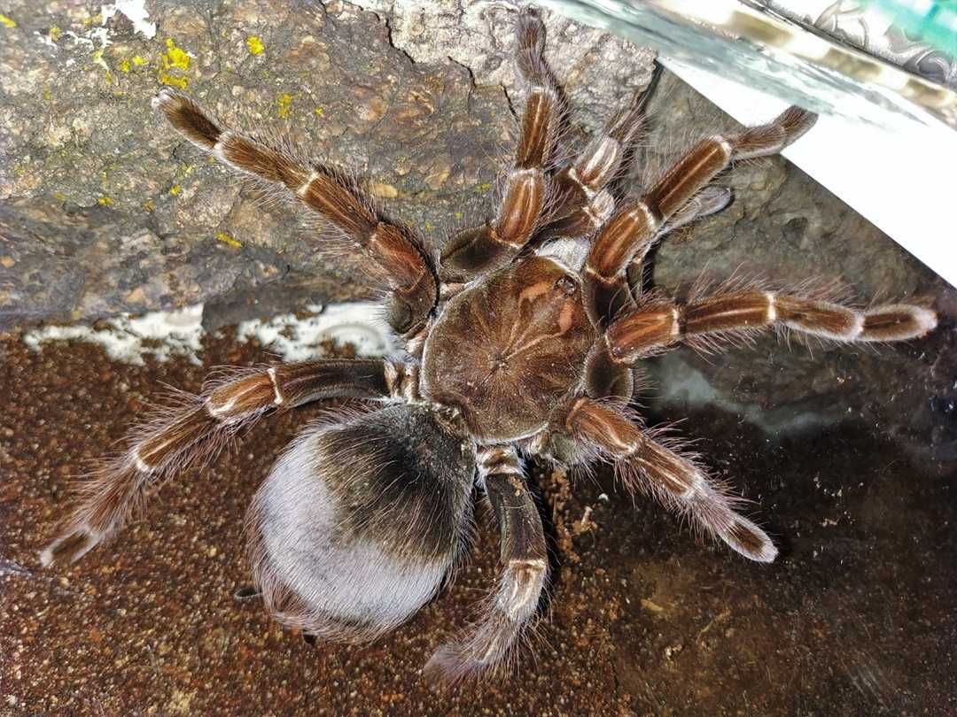 Pamphobeteus platyomma \ Паук-птицеед (Самка)