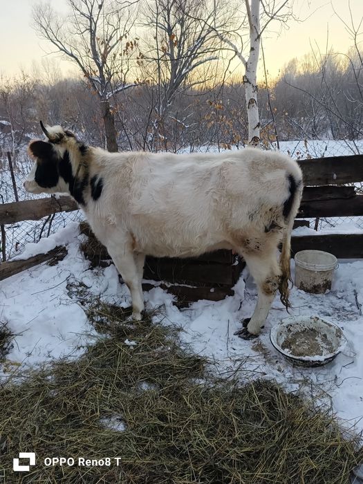 Продам первотелку не стельная