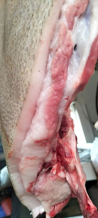 Продам мясо свинины ,деревенское  .цена за кг 1800тг