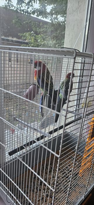 Papagali Rosella 600lei perechea