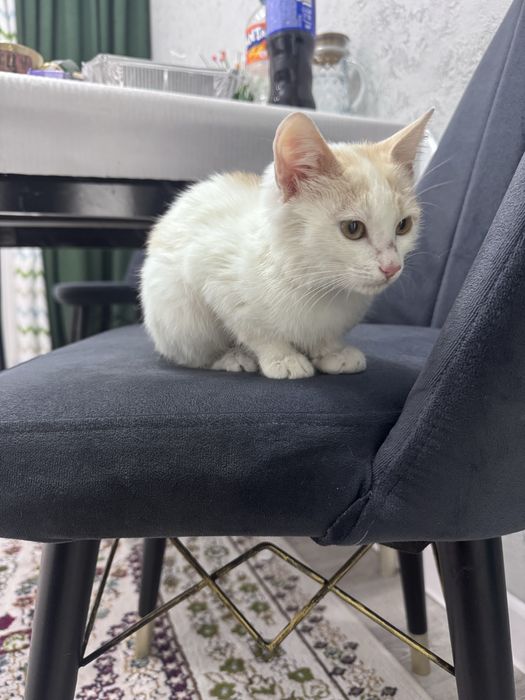 Котенок 1,5 месяца