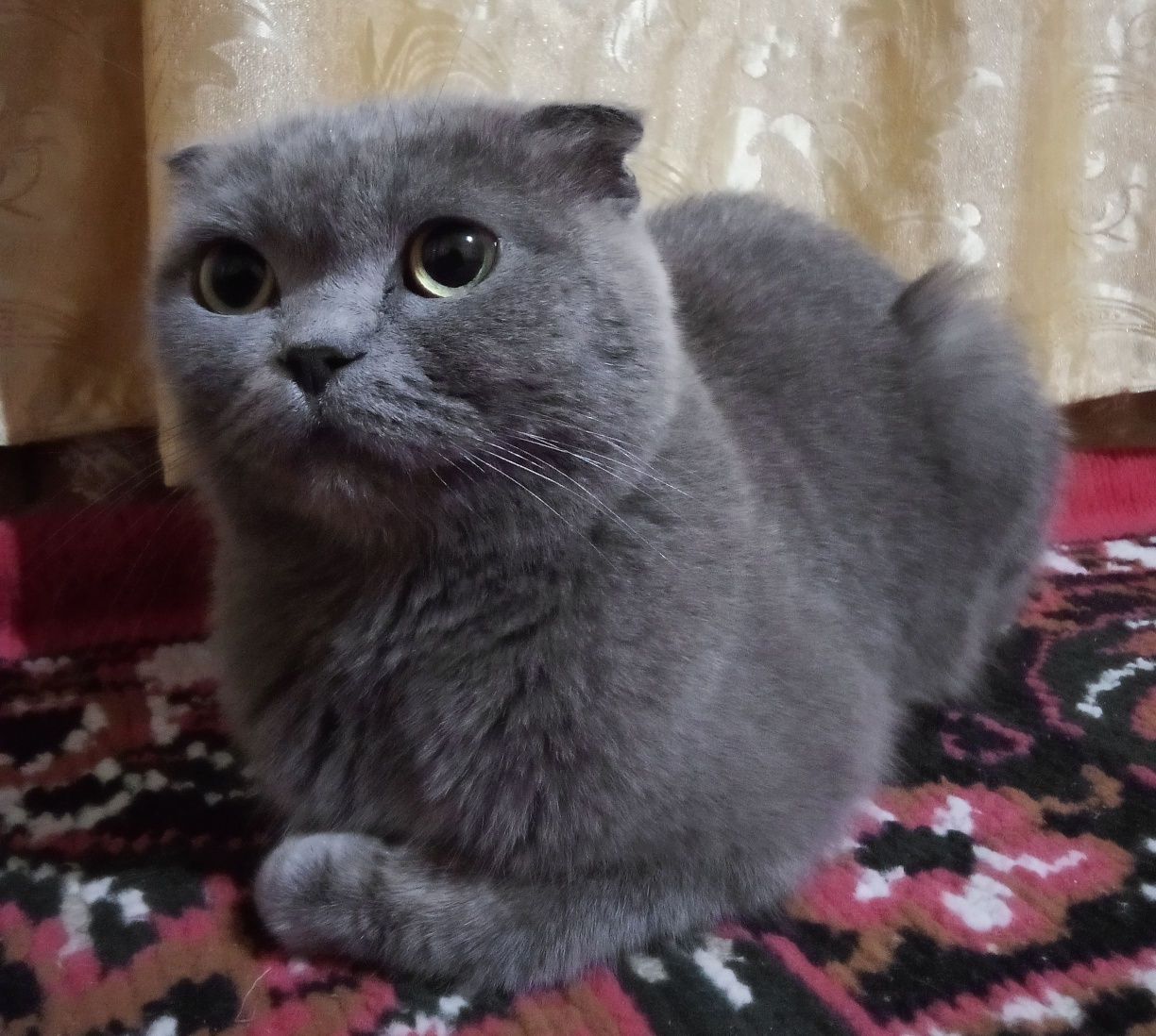 Monza avlodidan aqlli ozoda 1 yarim yosh