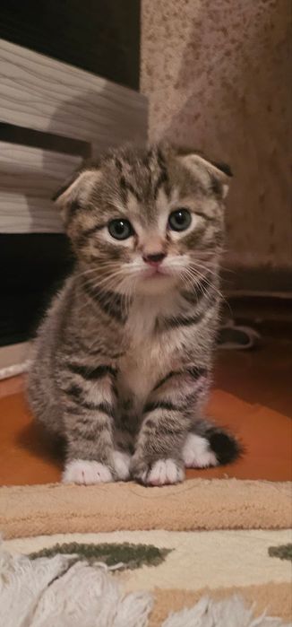 Продаётся домашний котёнок!
Очаровательный шотландский вислоухий котён