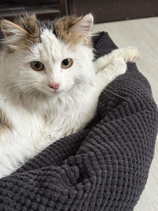 Котенок Сырок ищет дом