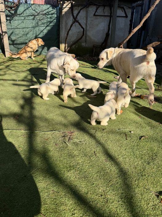 Продавам кучета Лабрадорчета мъжките 300лв,женските 200лв.