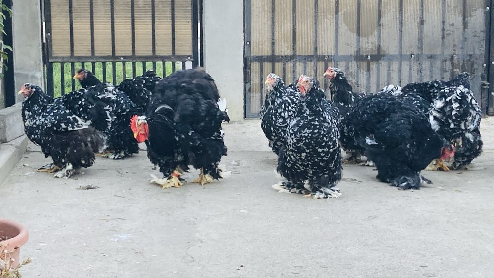 Cochinchina urias bobat negru si albastru