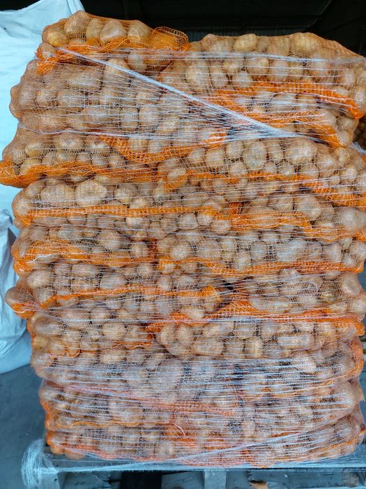 Vand cartof productie 2025