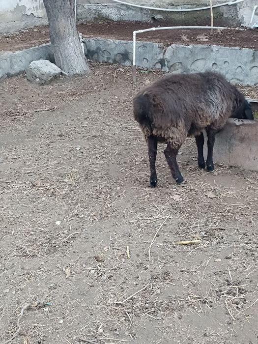 Тагал сотилади продаётся баран