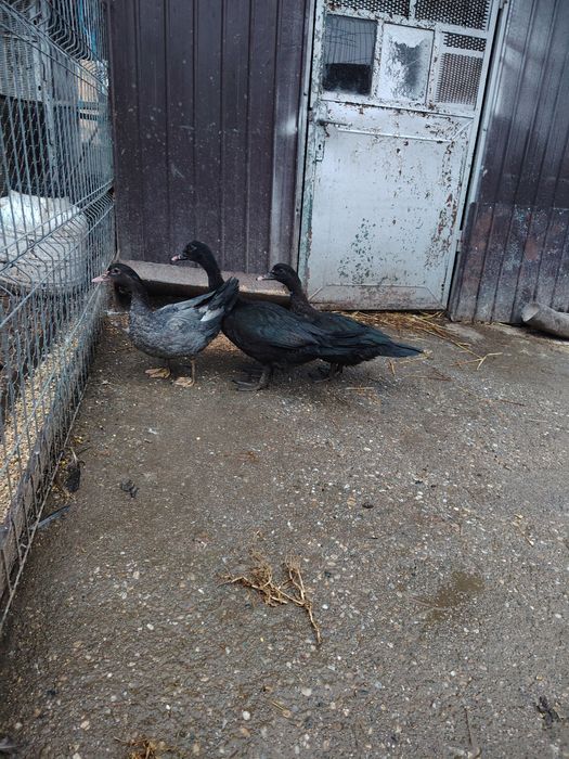 Vând boboci de rata muta