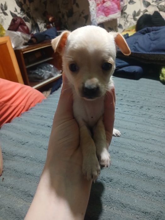 Карликовый пинчер