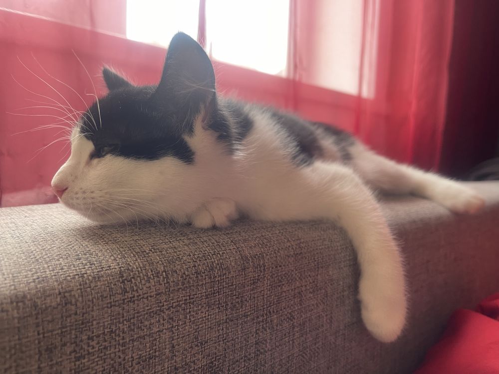Котята ищут дом и заботливых хозяев