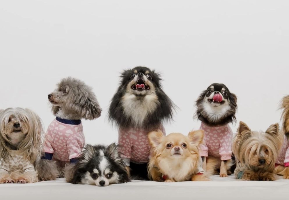 Возьму собаку на передержку, ответственные руки