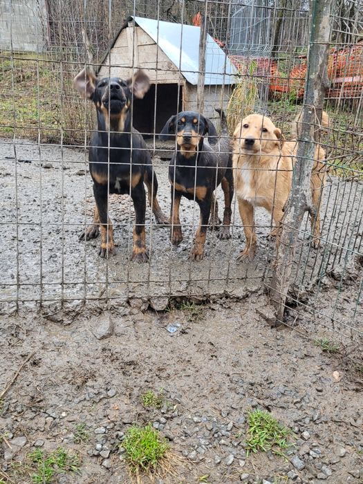 Câini de vânătoare