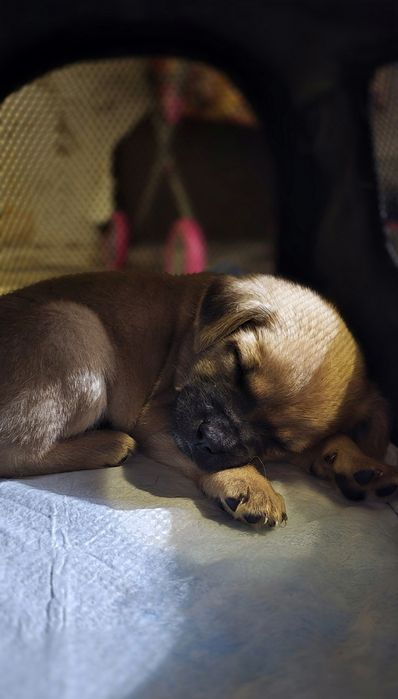 Рыжее солнышко ищет дом