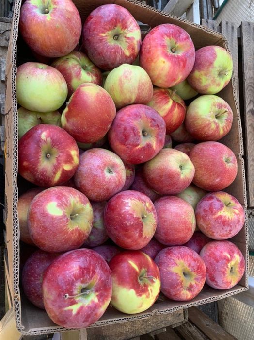 Апорт с доставкой