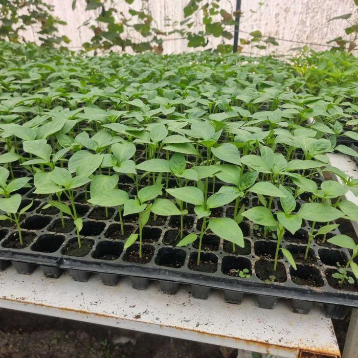 Акция!!! факат 1 хафта -50% Помидор, болгар кучатлари сотилади.