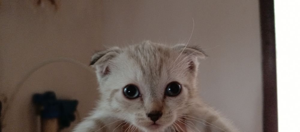 Отдам котёнка в добрые руки