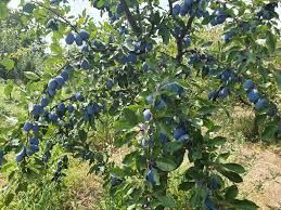 Vând prune de țuică