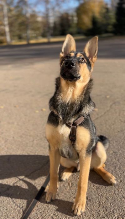 Щенок, помесь овчарки, ищет ТОЛЬКО ответственных хозяев