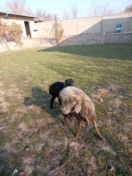 Она бола куй сотилади