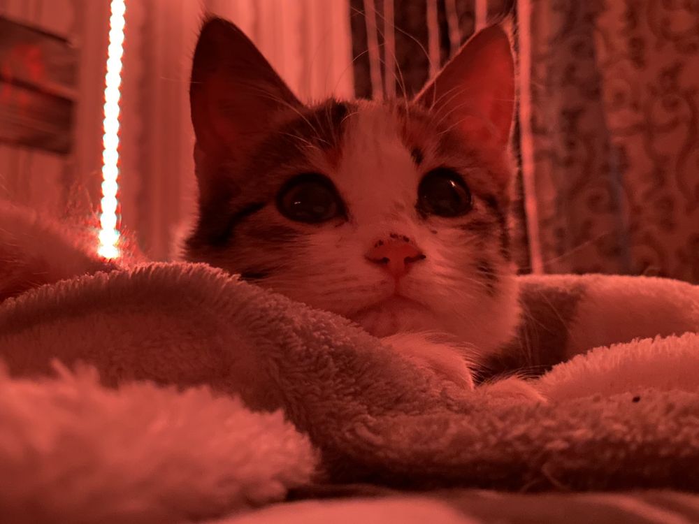 котёнок девочка