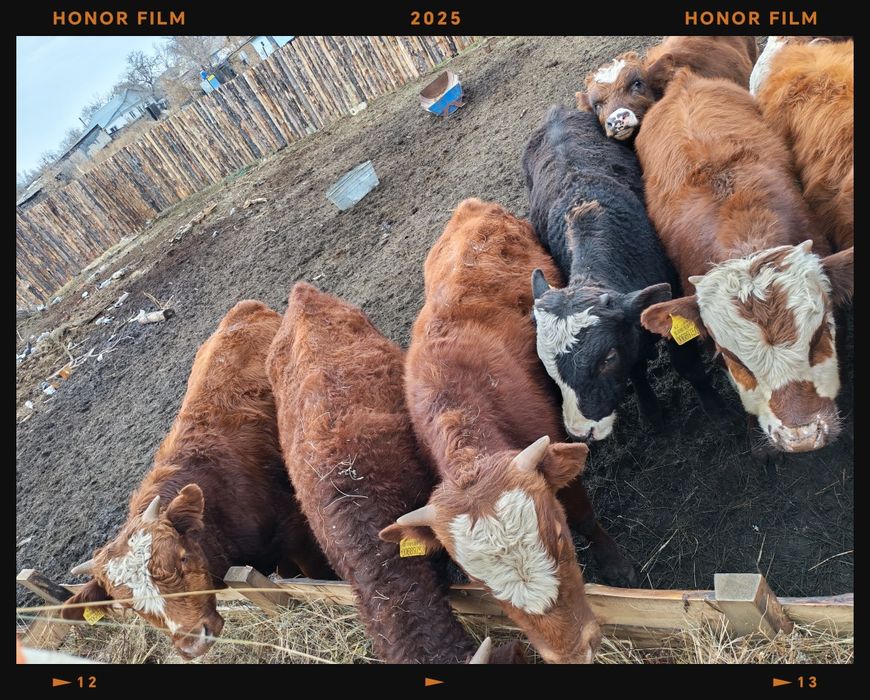 Продам упитанных подсосных бычков 10 голов