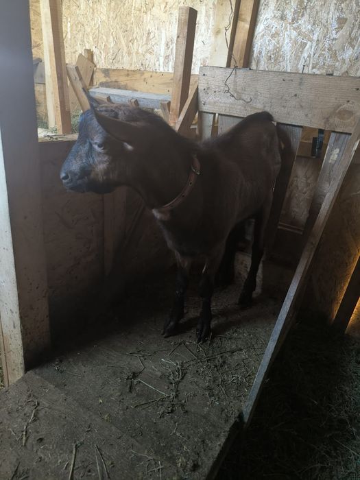 Vând țap alpine francez