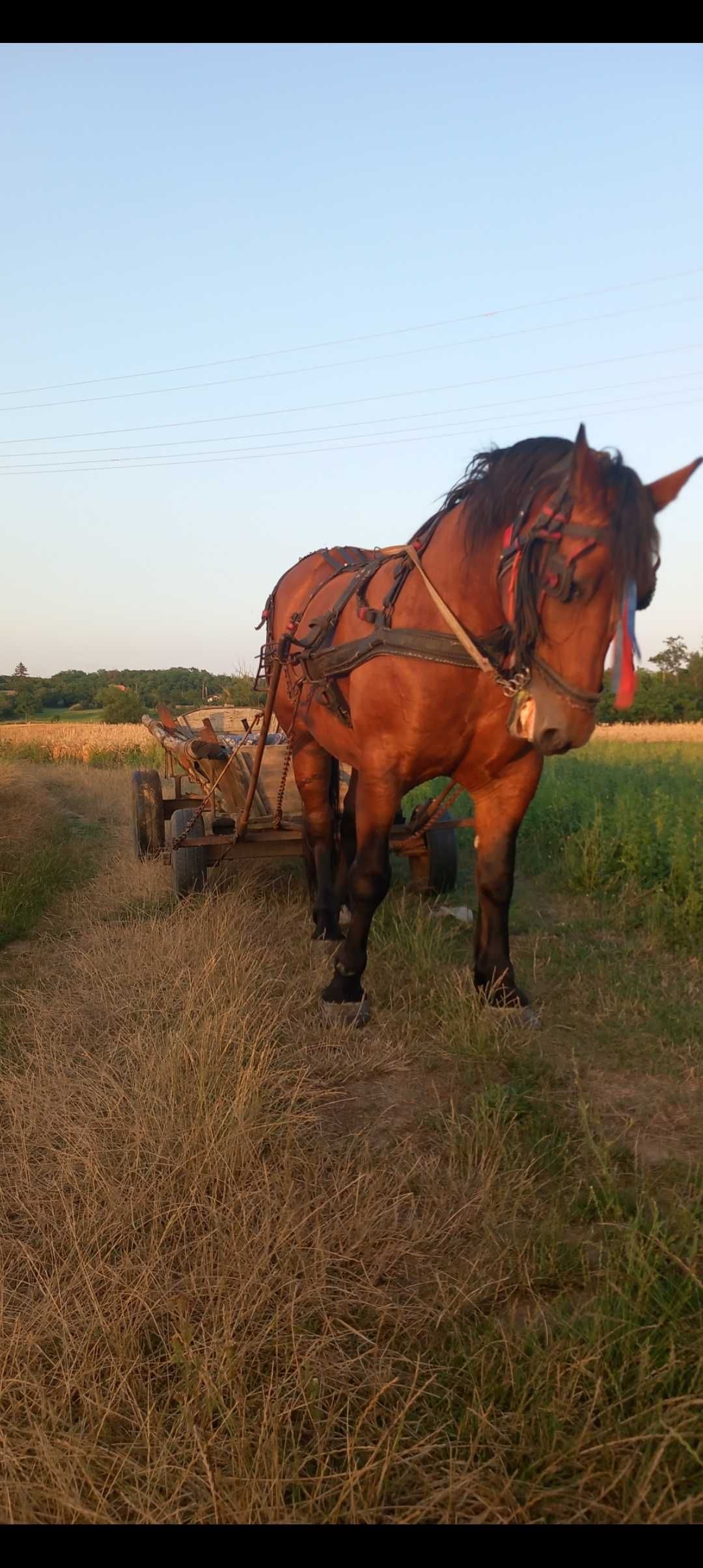 De vanzare iapa grea