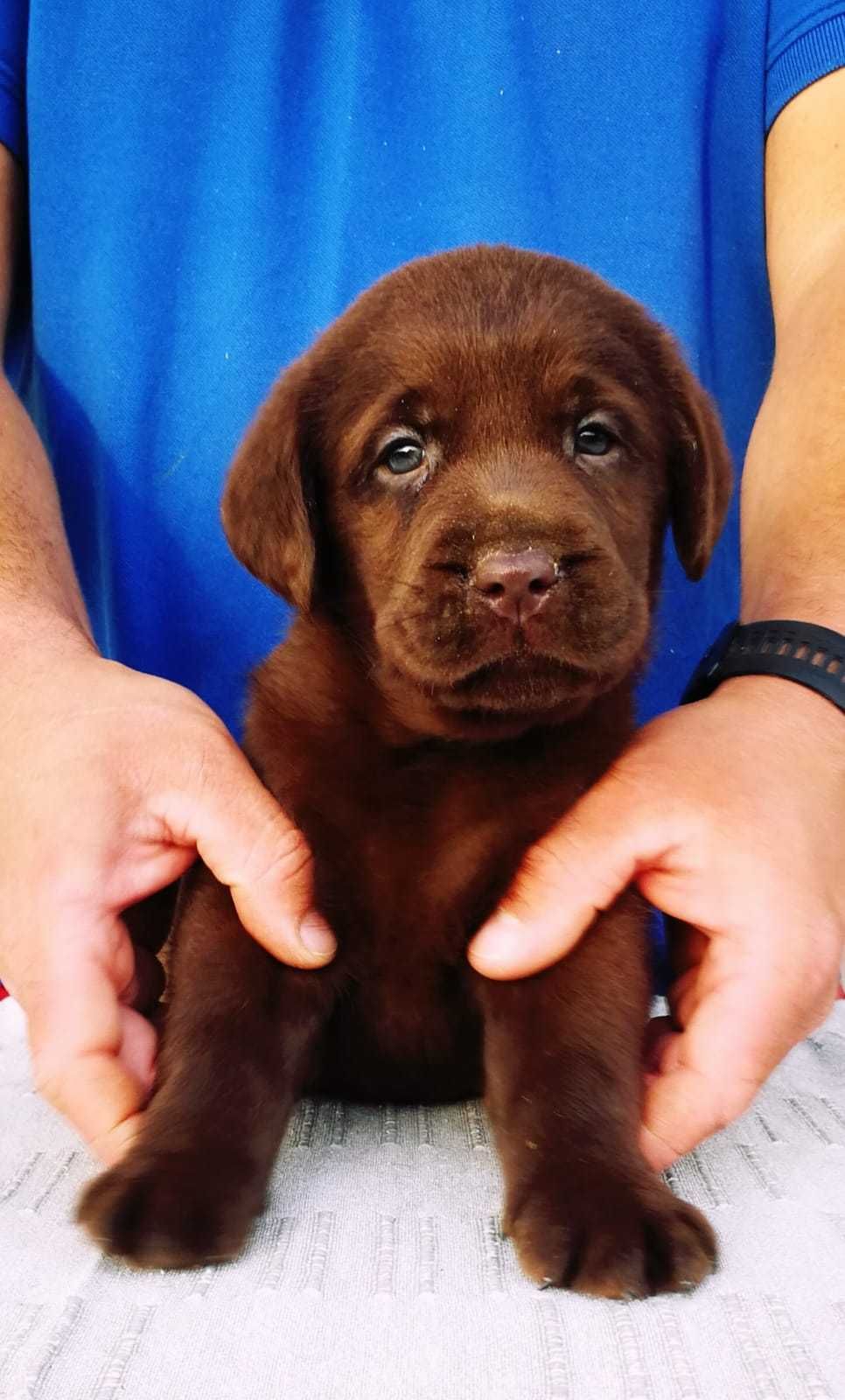 Labrador Retriever cu Pedigree Tip A – Pui de Vânzare