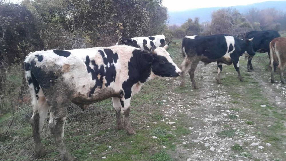 Продавам угоени телeта