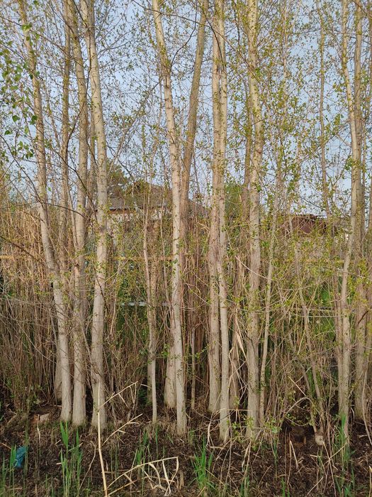 Teraklar sotiladi 100 donalar atrofida