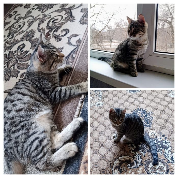 Котёнок отдам в добрые руки